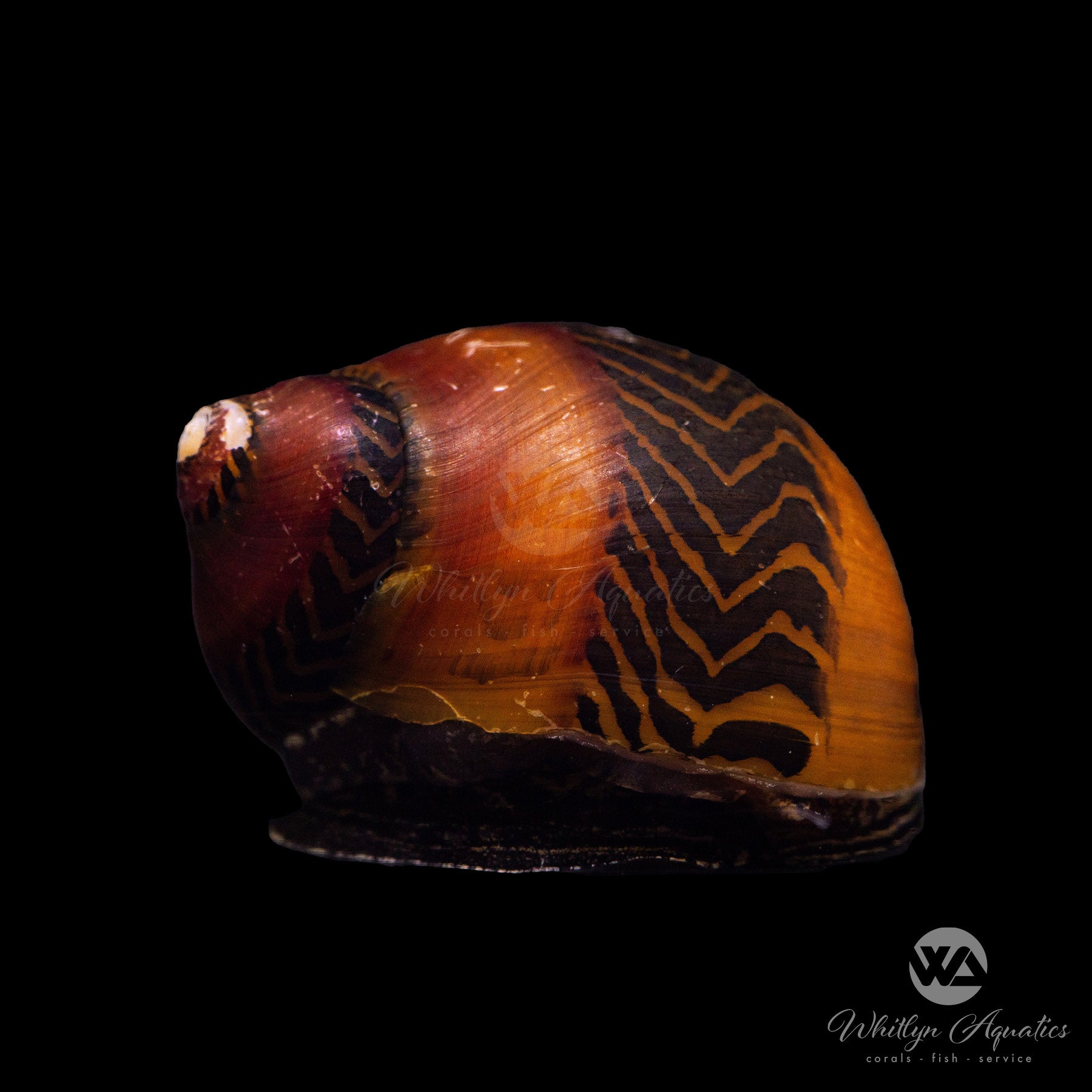 Red Racer Nerite Snail - Vittina waigiensis – Whitlyn Aquatics