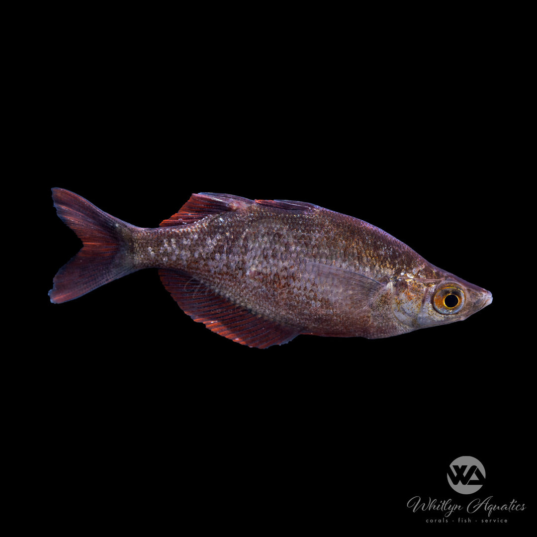 Red Rainbow - Glossolepis incisus