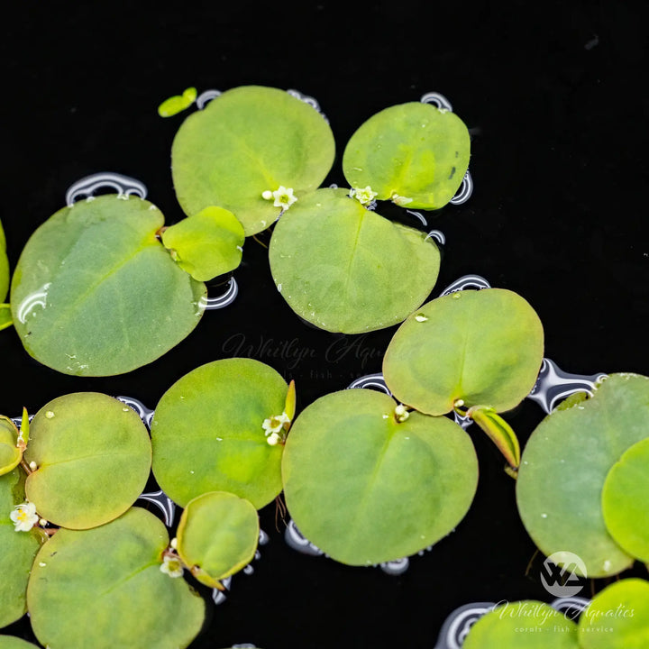 Red Root Floater - Phyllanthus fluitans