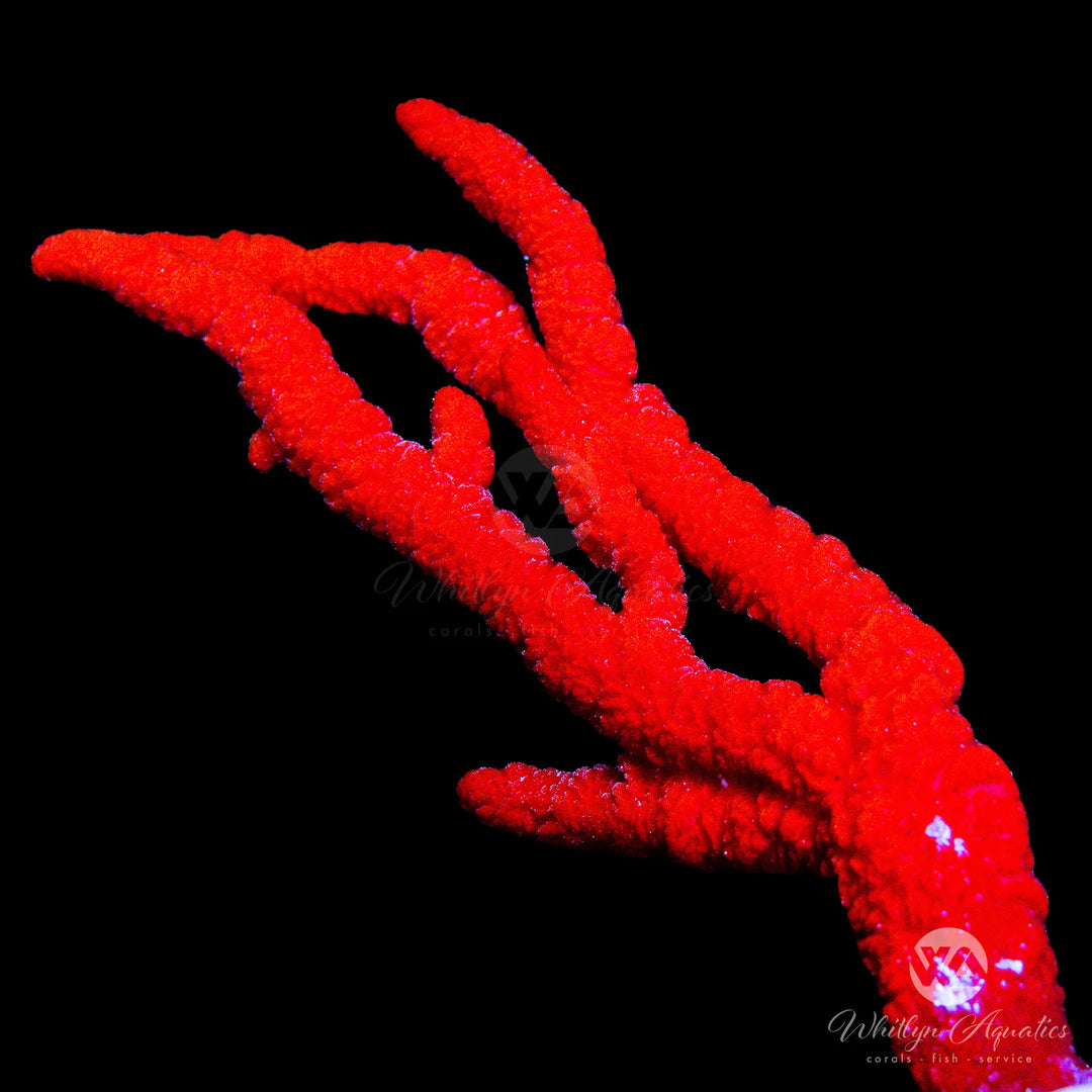 Red Tree Sponge - Amphimedon Compressa