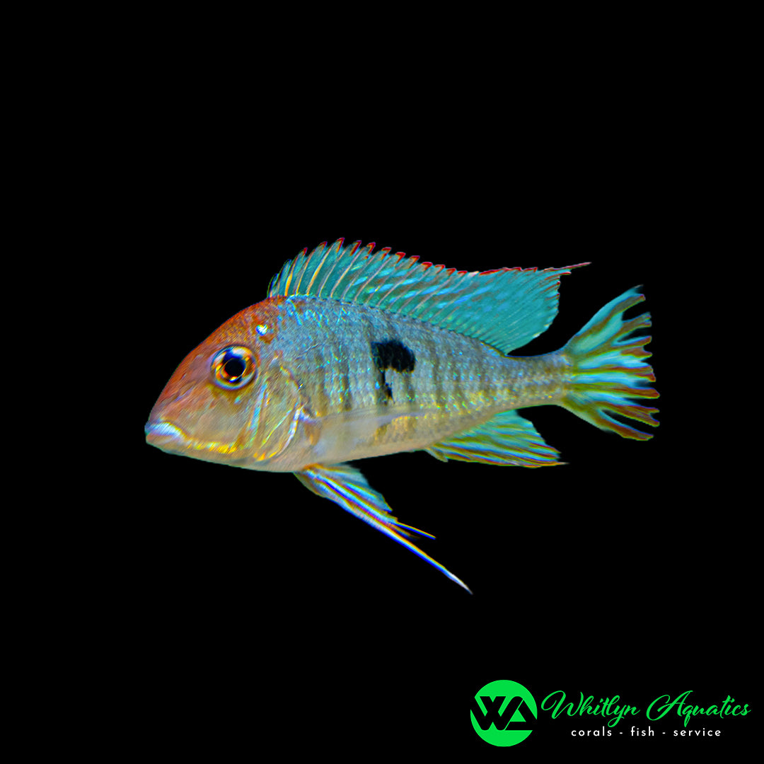 Red Head Rio Tapajos - Geophagus sp "Rio Tapojos"