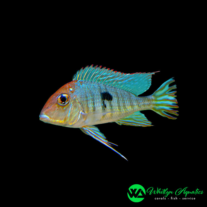 Red Head Rio Tapajos - Geophagus sp "Rio Tapojos"
