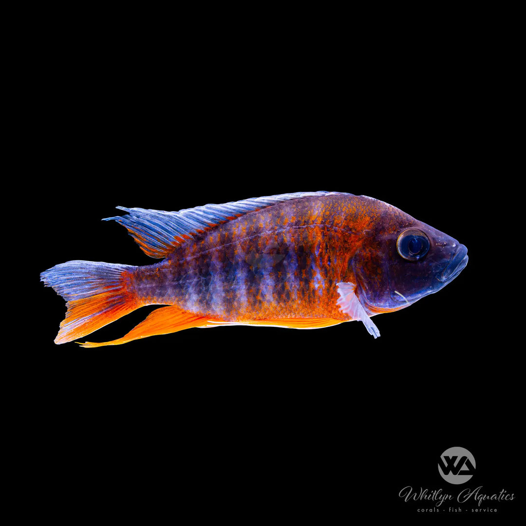 Red Jacob Peacock Cichlid - Aulonocara Jacobfreibergi