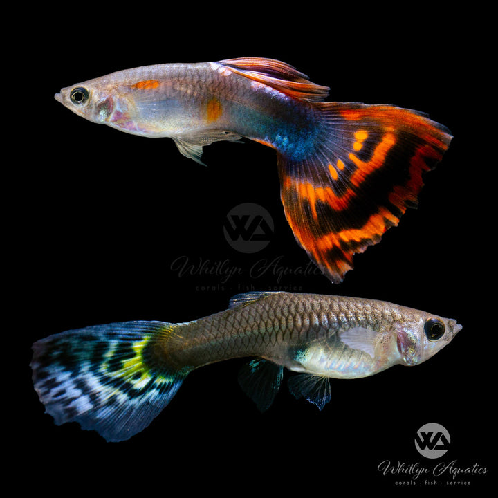 Red Mosaic Guppy - Poecilia reticulata