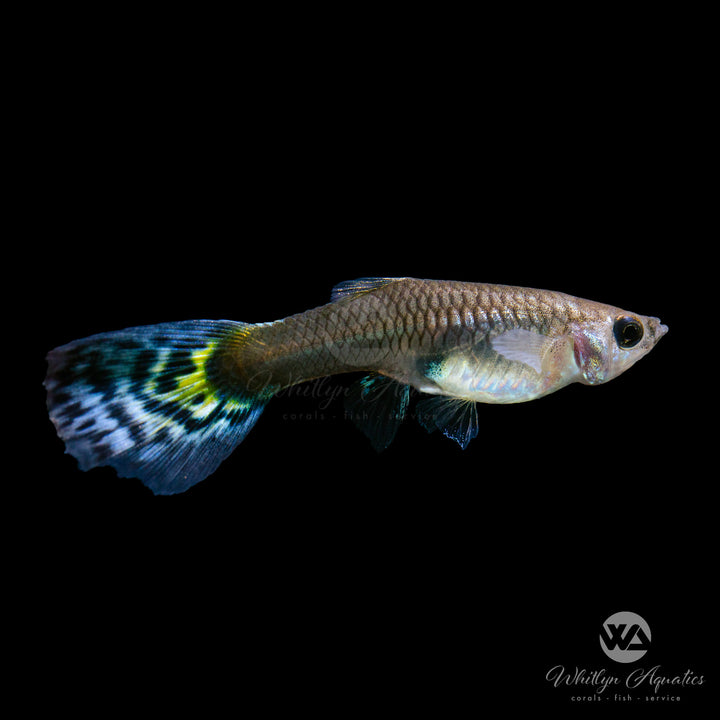 Red Mosaic Guppy - Poecilia reticulata