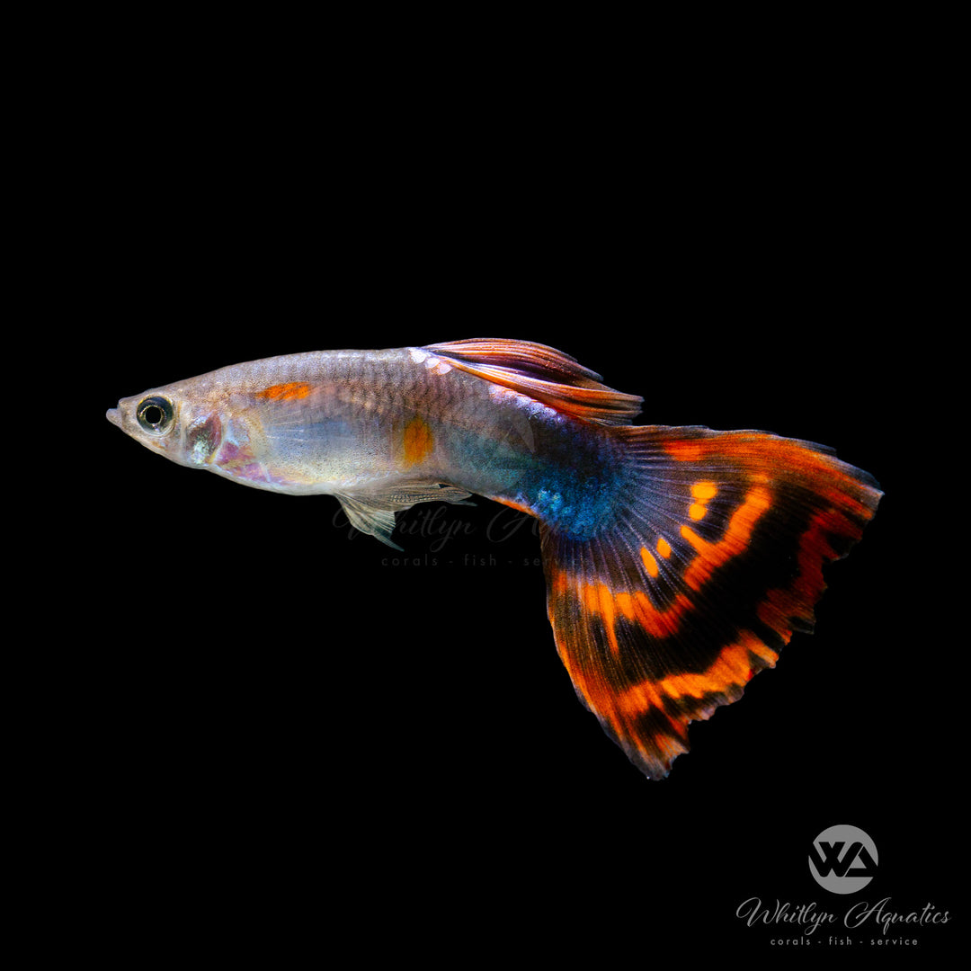 Red Mosaic Guppy - Poecilia reticulata