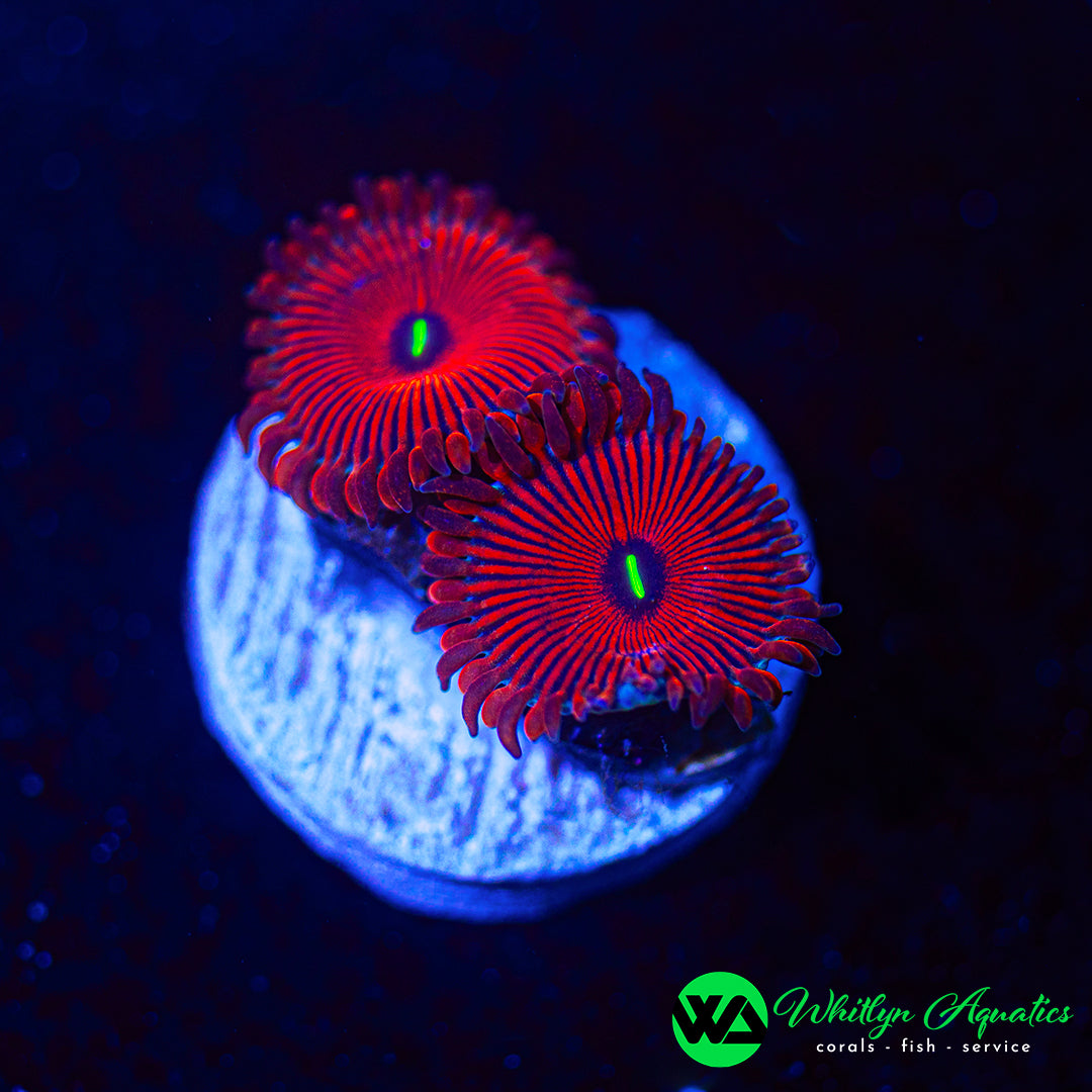 Red People Eater Zoanthid (Aquacultured)