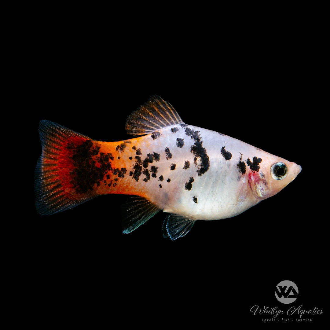 Livebearers Page 2 Whitlyn Aquatics livebearers-page-2-whitlyn-aquatics
