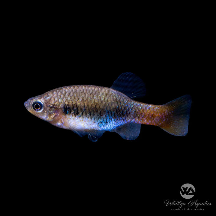 Redtail Splitfin Goodeid - Xenotoca eiseni (Rare)