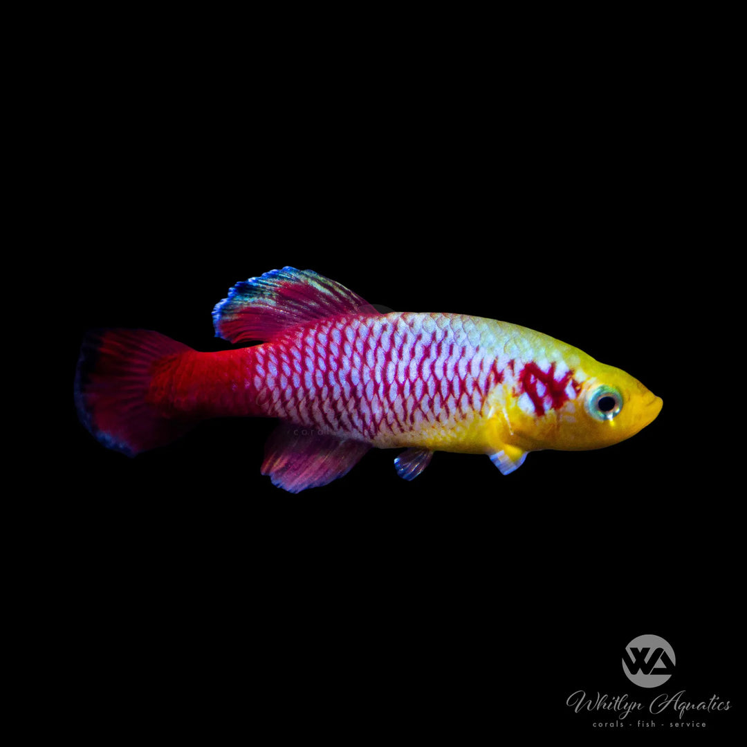 Redtail Notho Killifish - Nothobranchius guentheri