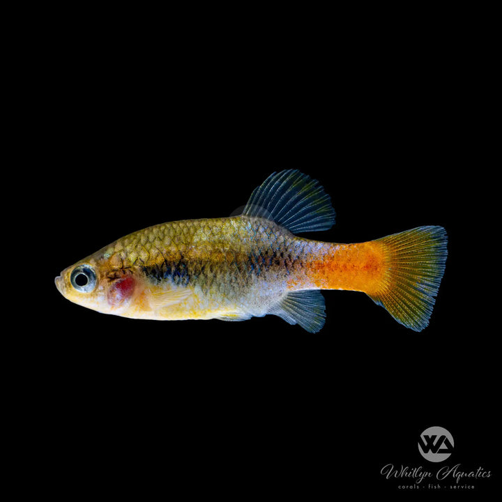 Redtail Splitfin Goodeid - Xenotoca eiseni (Rare)