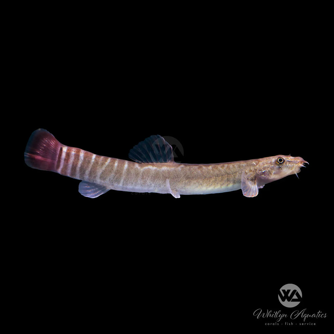Redtailed Squirrel Loach - Aborichthys elongatus
