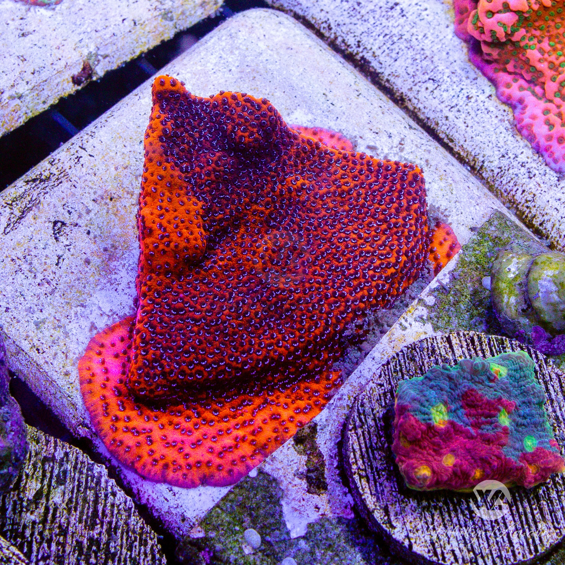 Reverse Superman Montipora – Whitlyn Aquatics