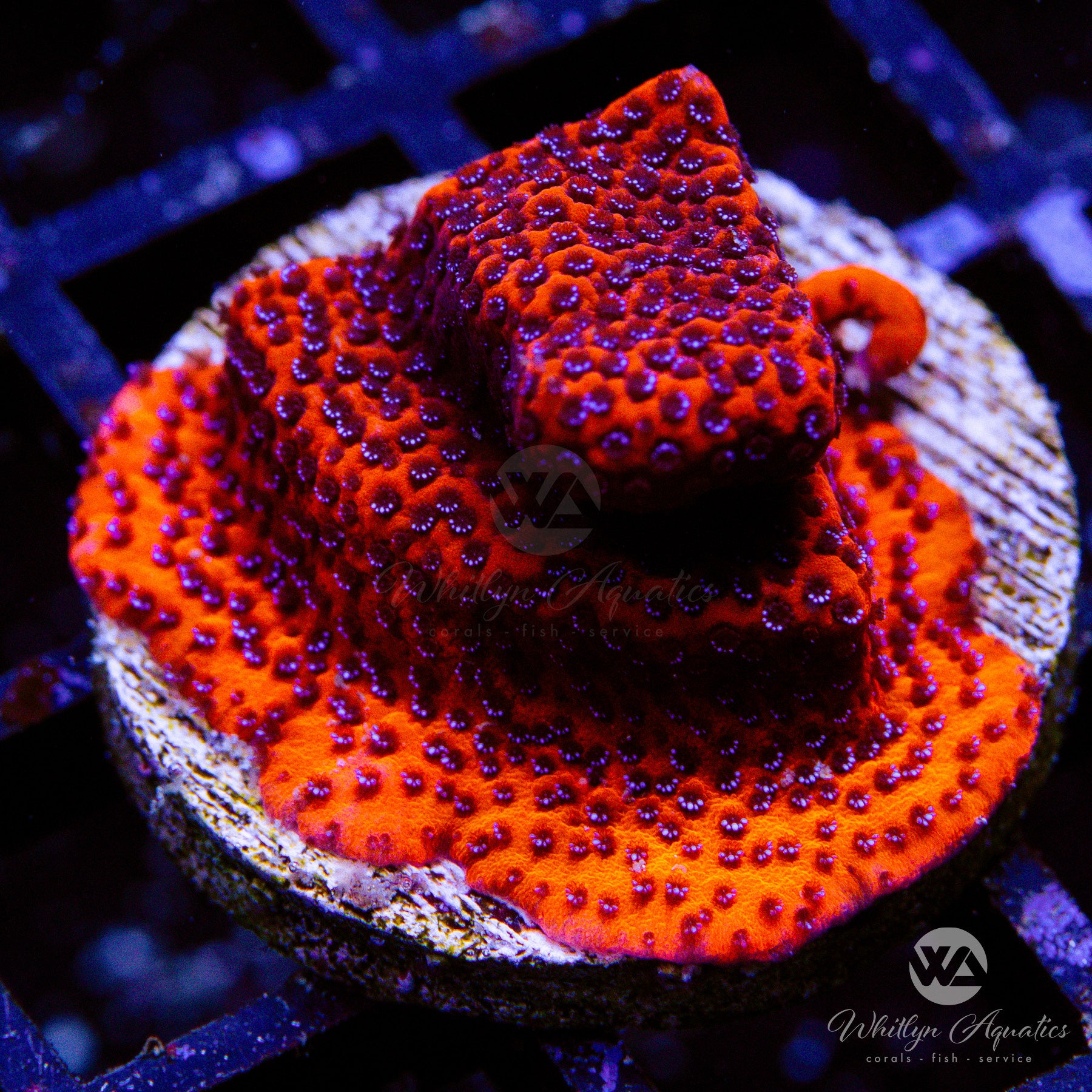 Reverse Superman Montipora – Whitlyn Aquatics
