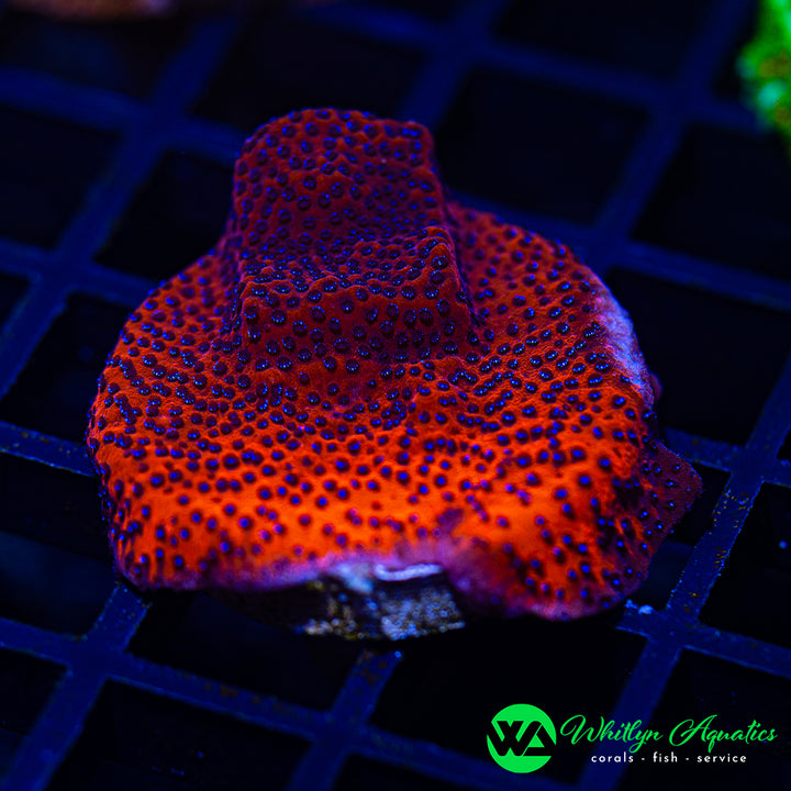 Reverse Superman Montipora