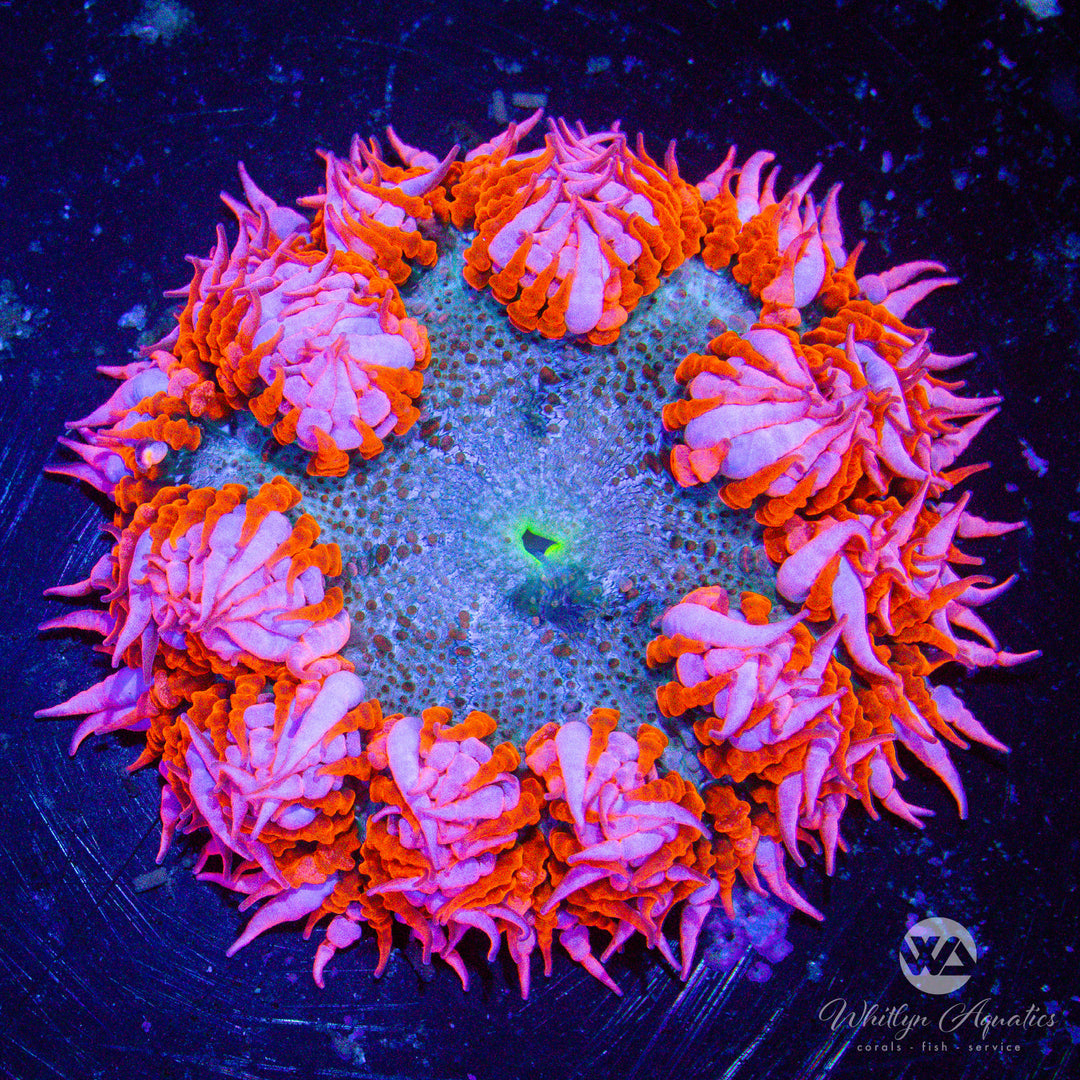 D01 - Rock Flower Anemone - WYSIWYG