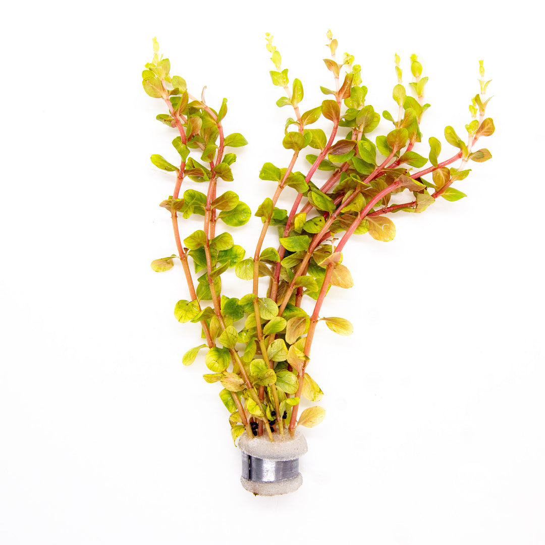 Rotala Blood Red