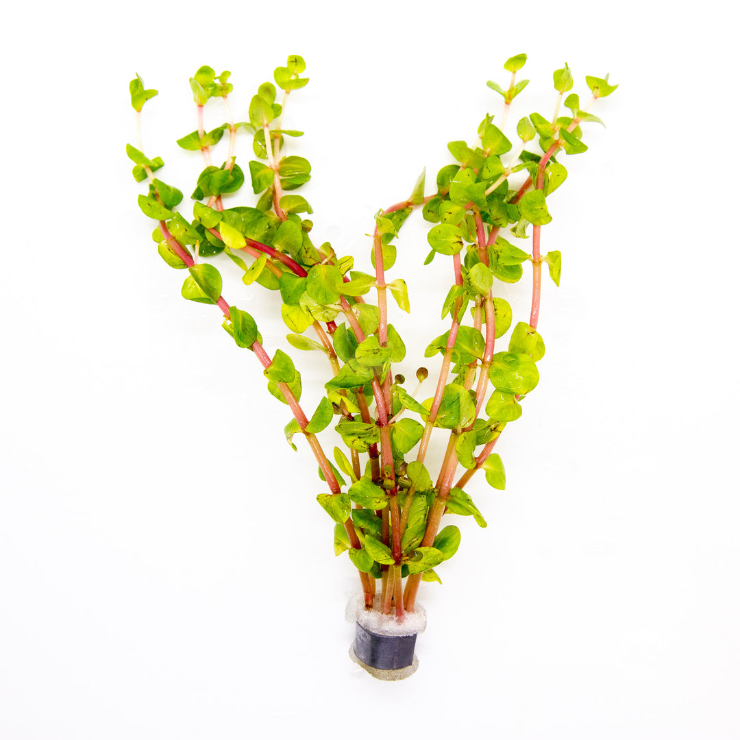 Rotala rotundifolia red