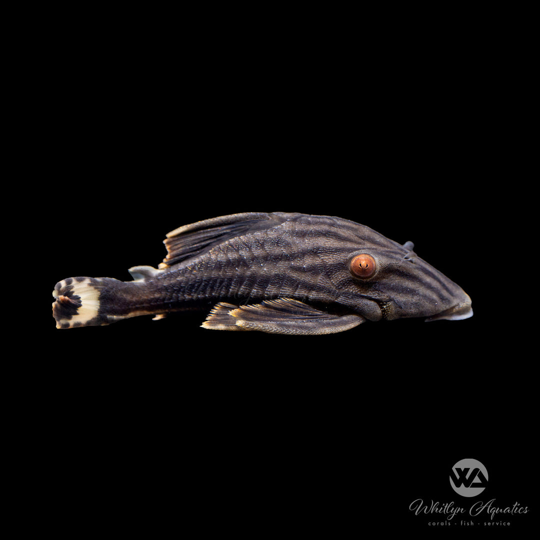 Royal Pleco - L190 - Panaque Nigrolineatus
