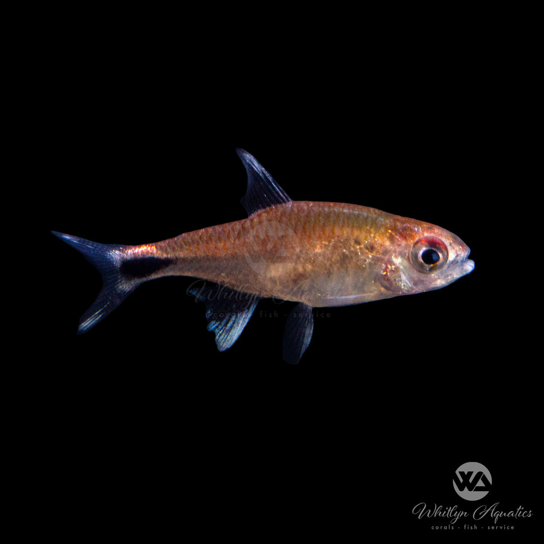 Ruby Tetra - Axelrodia riesei