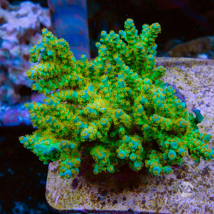 SC Orange Passion Acropora