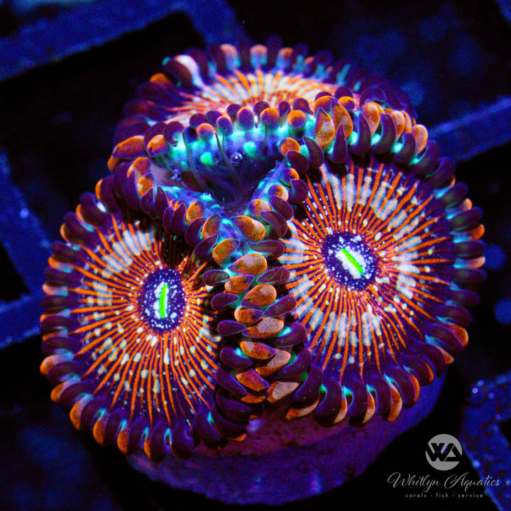 Salted Agave Zoanthid (Aquacultured)