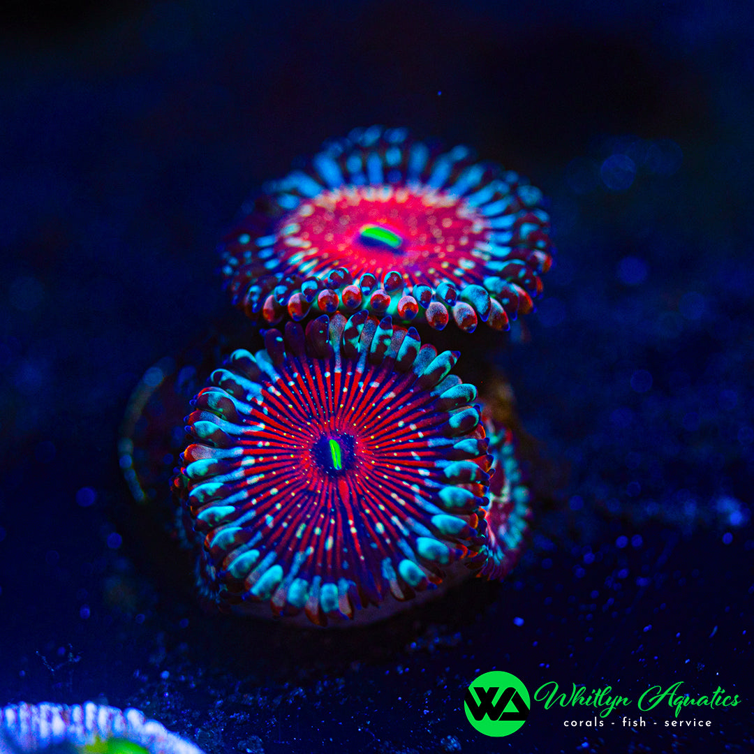 Salted Agave Zoanthid (Aquacultured)