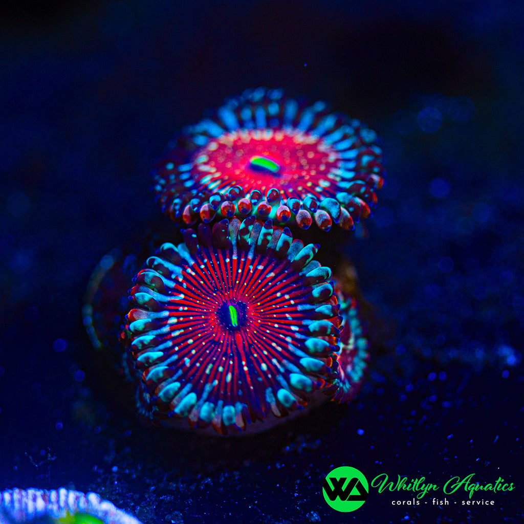 Salted Agave Zoanthid (Aquacultured)