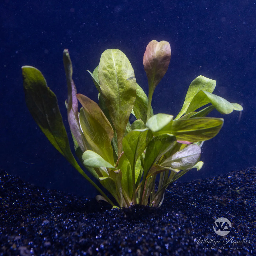 Samolus parviflorus red