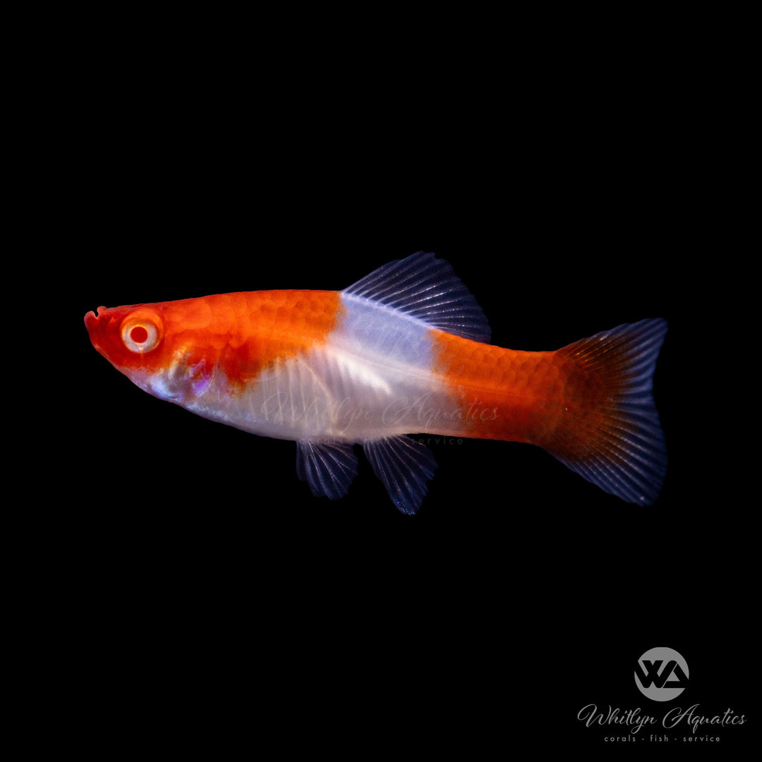 Koi Santa Clause Swordtail - Xiphophorus helleri