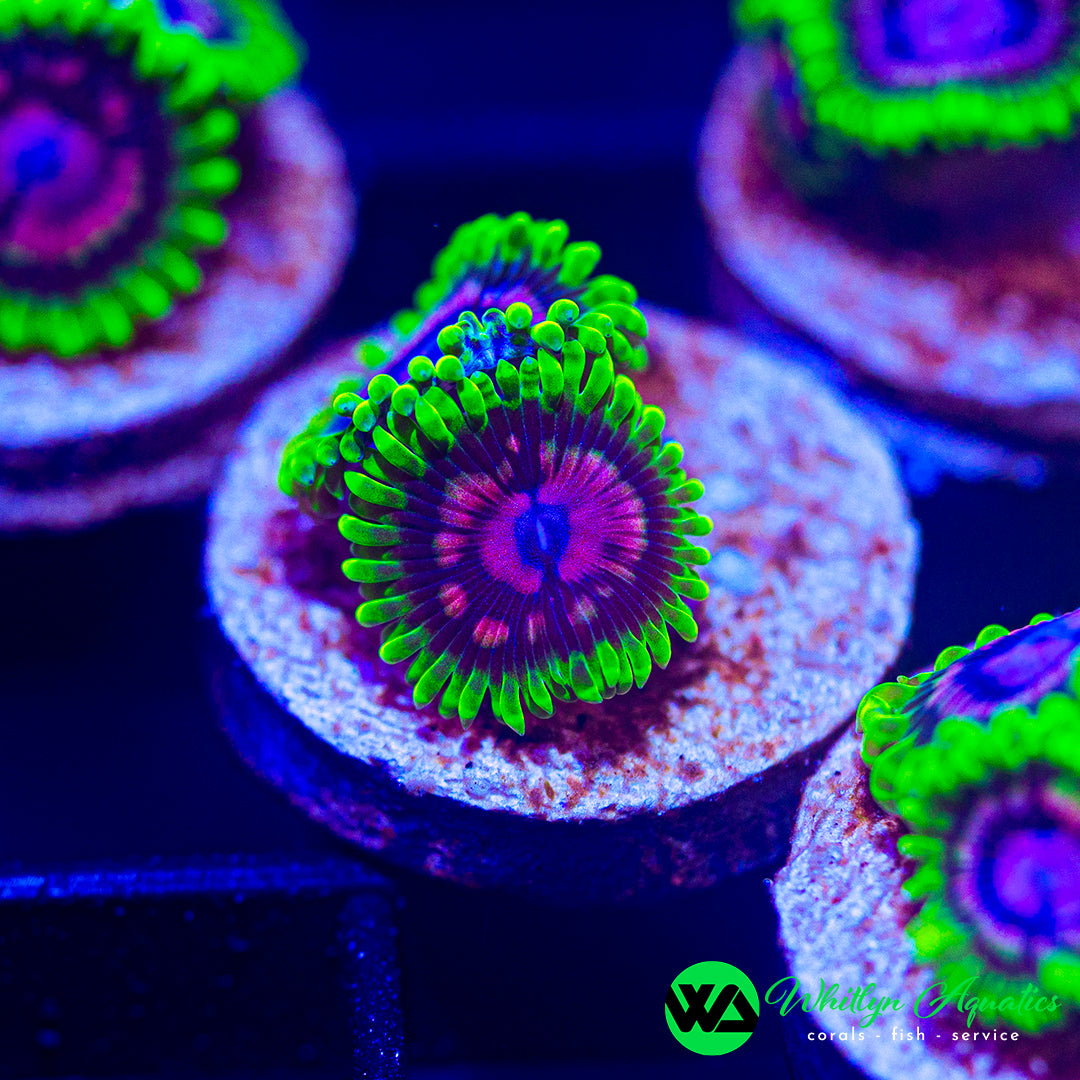 Scarlet Fever Zoa (Aquacultured)