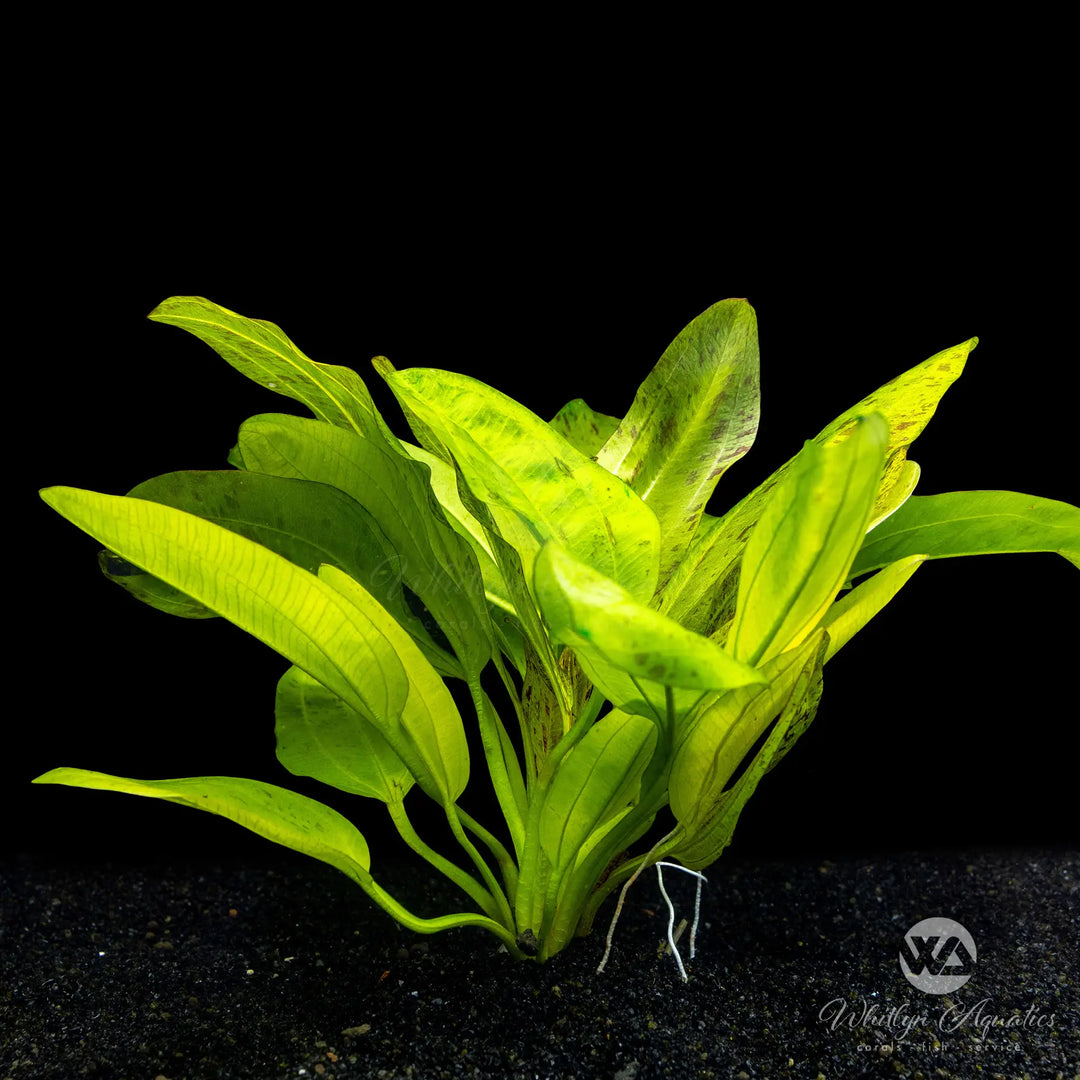 Schlueter’s Sword - Echinodorus schlueteri