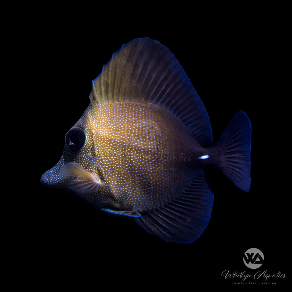 Scopus Tang - Zebrasoma scopas – Whitlyn Aquatics