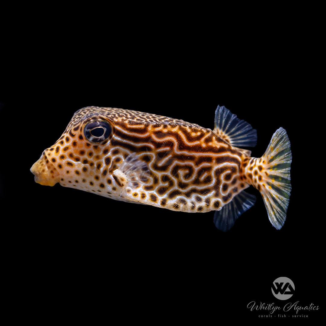 Scribbled Boxfish - Ostracion solorensis