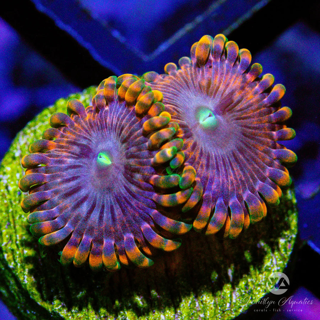 D13 - Fairy Fart Zoa - WYSIWYG