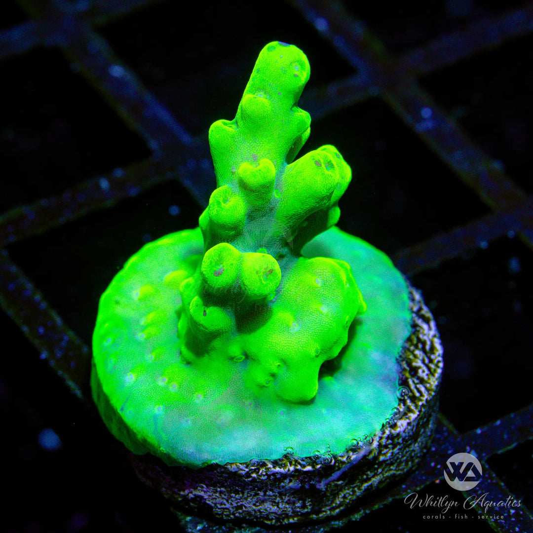 23C - WA Highlighter Acro - WYSIWYG