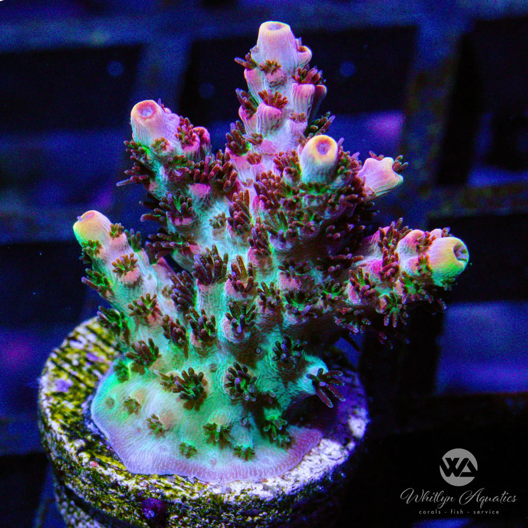 D37 - [NEW RELEASE!] WA Fruity Pebbles Acro - WYSIWYG