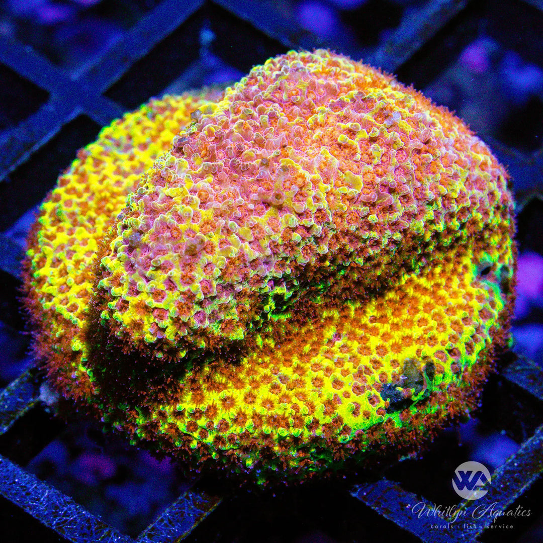 D47 - Burning Banana Stylo - WYSIWYG