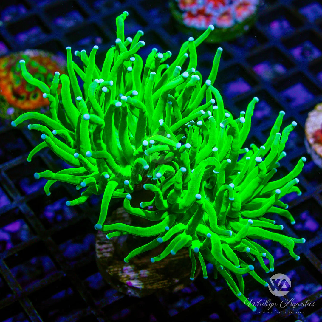 D38 - Todd's Torch (2 heads) - WYSIWYG