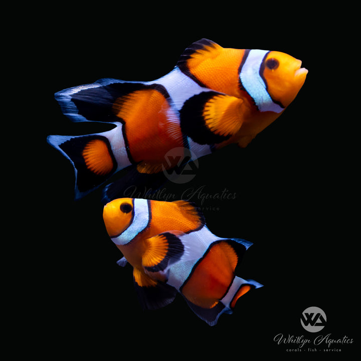 60B - Longfin Ocellaris Clownfish Pair - WYSIWYG