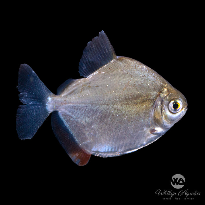 Silver Dollar - Myloplus rubripinnis