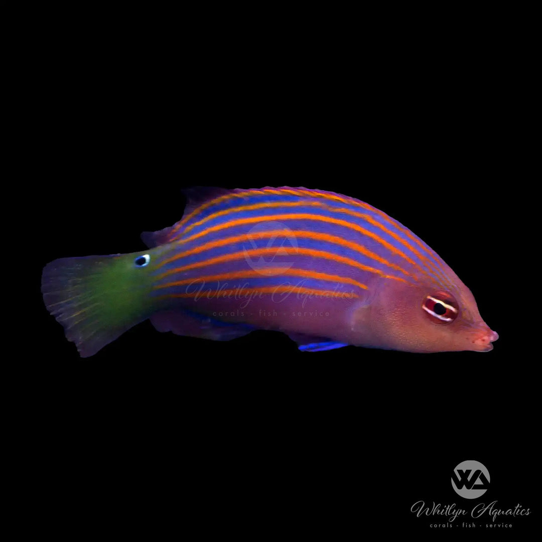 Sixline Wrasse - Pseudocheilinus hexataenia