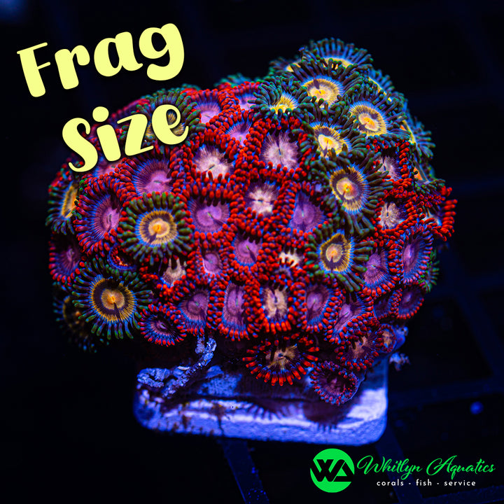 Zoa Party Frag Pack