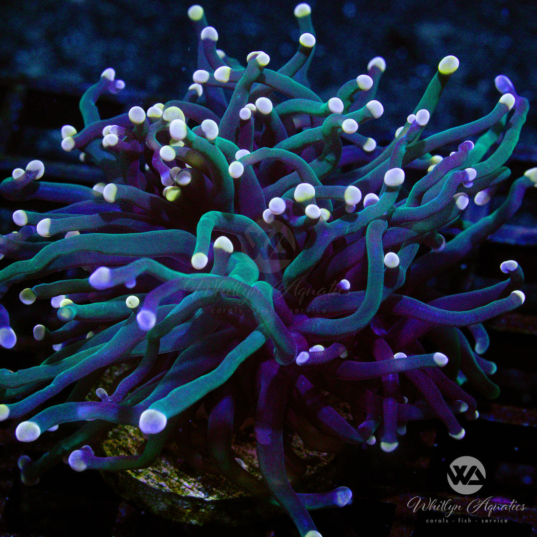 WA Skeletor Torch - WYSIWYG