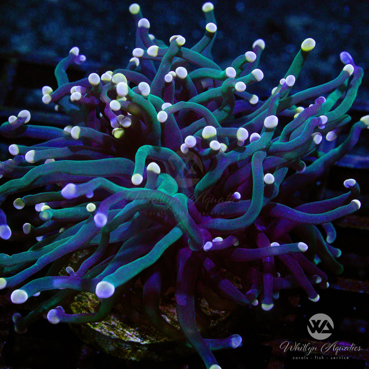 WA Skeletor Torch - WYSIWYG