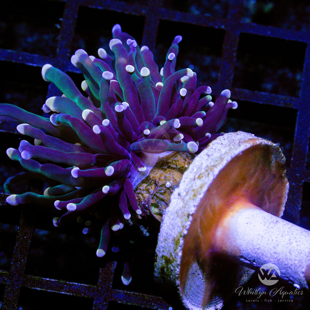 WA Skeletor Torch - WYSIWYG