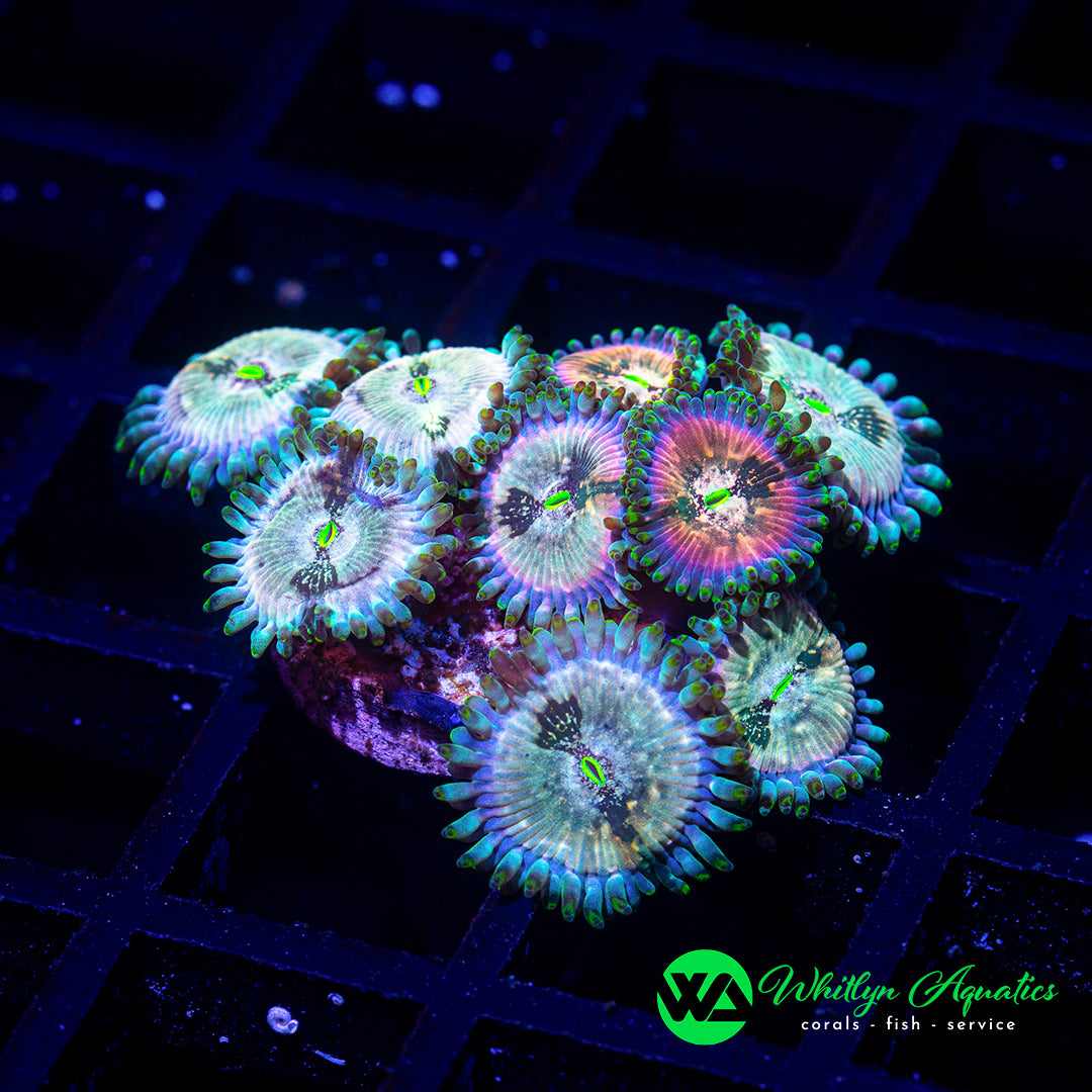 B49 - WA Slipstream Zoanthid - WYSIWYG