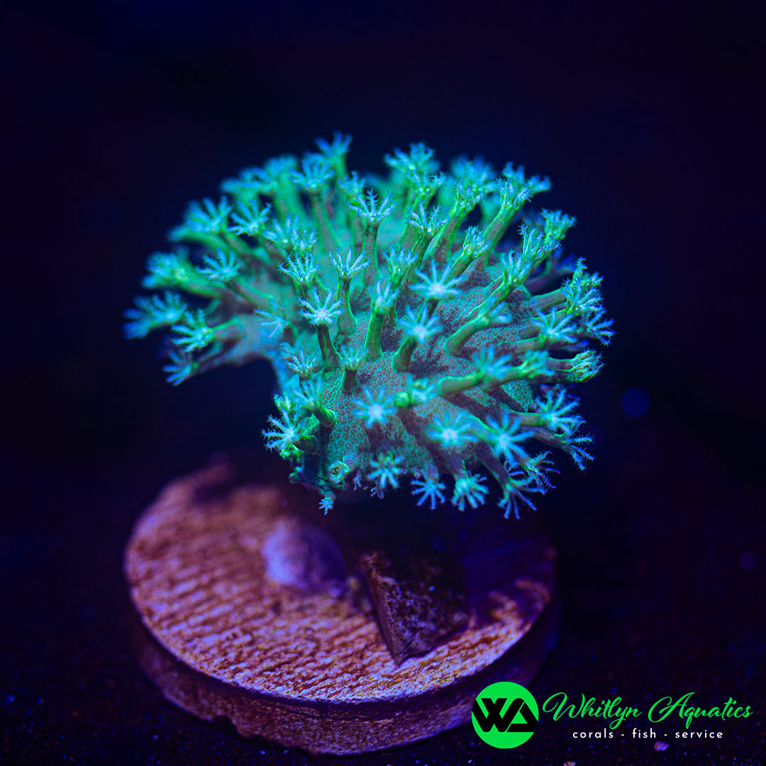 WA Snow White Toadstool (Aquacultured)
