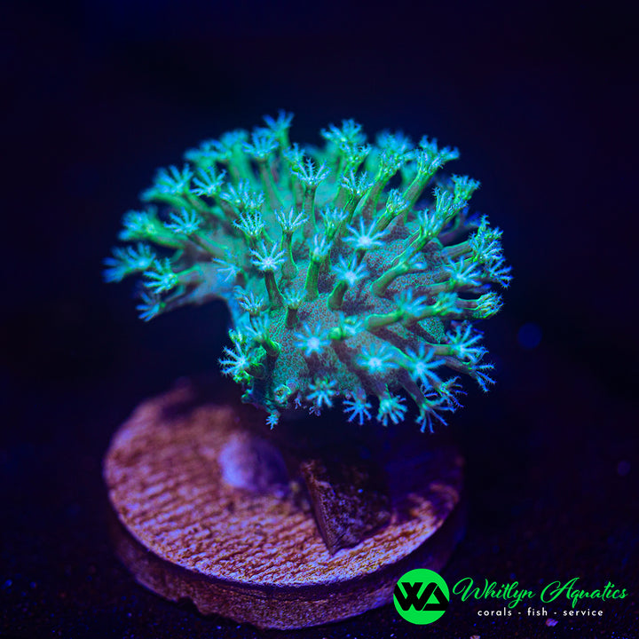 WA Snow White Toadstool (Aquacultured)