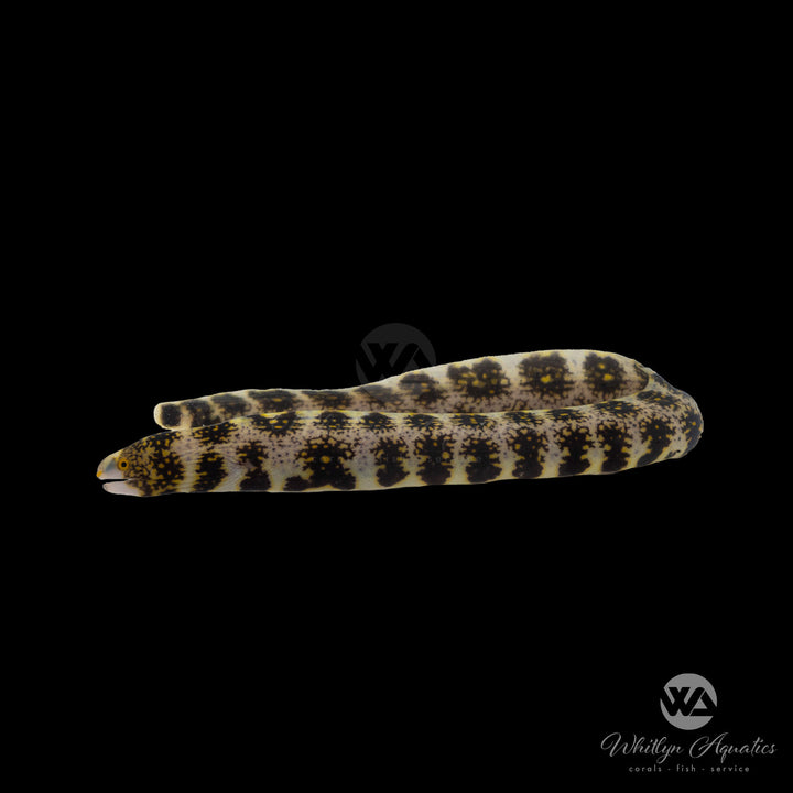 Snowflake Eel - Echidna nebulosa